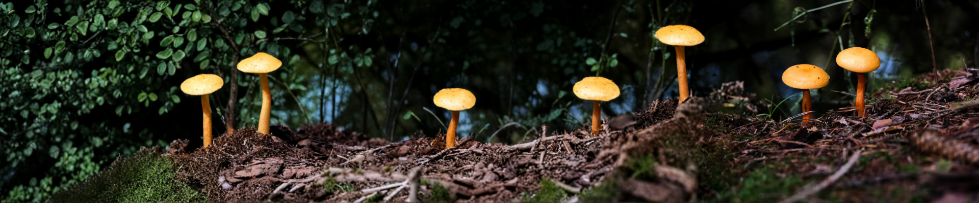 PARTNER ECOSYSTEM